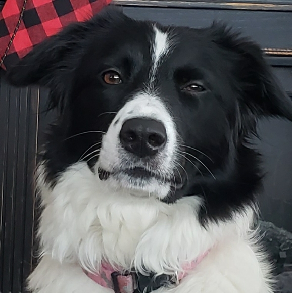 Meet your Posher, Brenda, ~HipFarmChick Designs~ - Picture 8 of 16